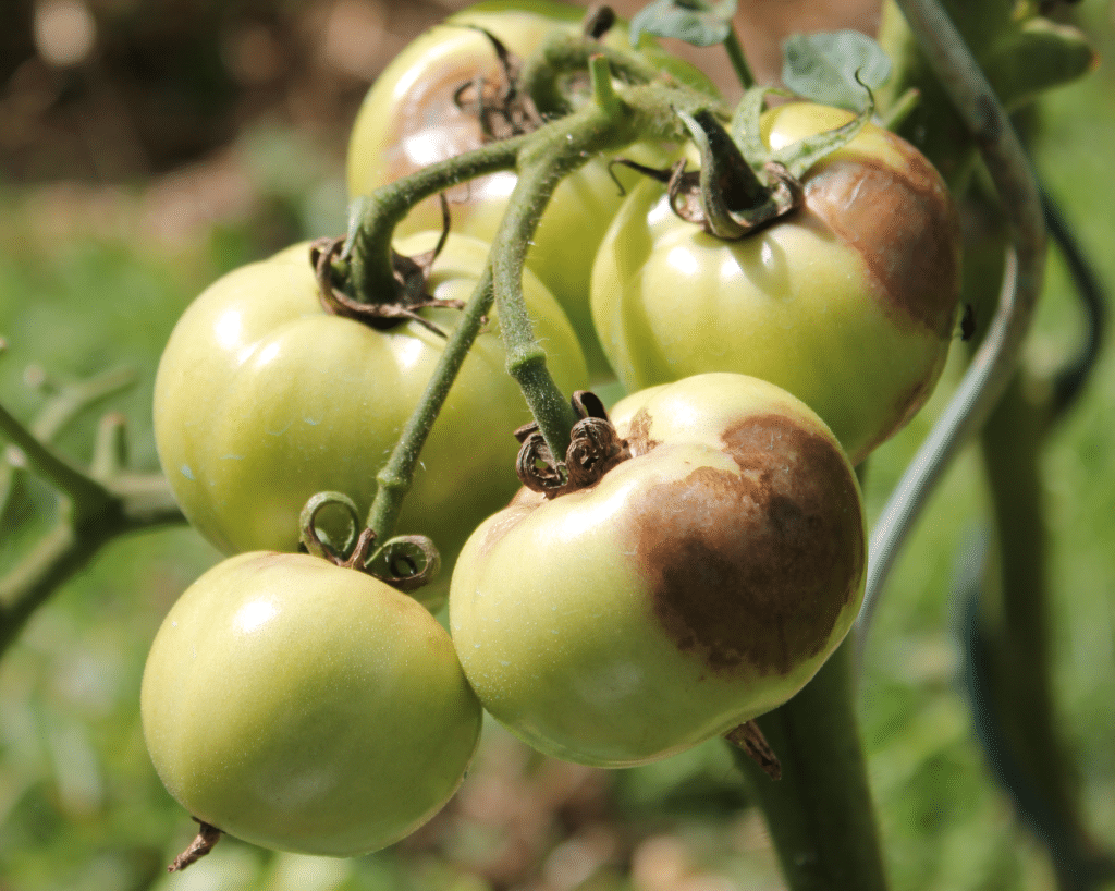 tomates touchées par le mildiou