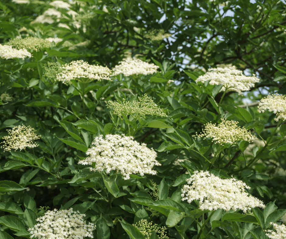 arbuste avec des fleurs blanches en corymbe