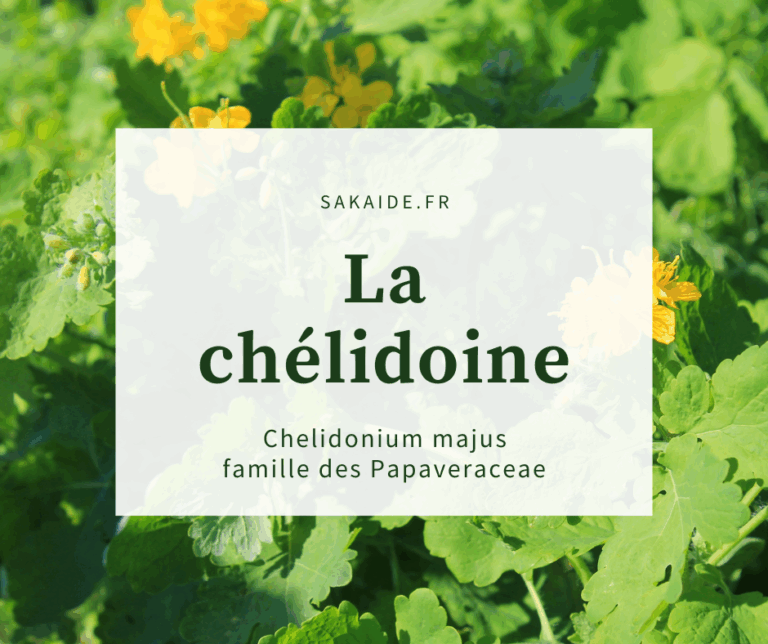 La chélidoine (Chelidonium majus) : bienfaits, usages et précautions ...
