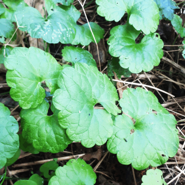 Secrets de plantes sauvages – Image 3