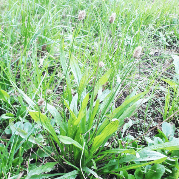 Secrets de plantes sauvages – Image 5