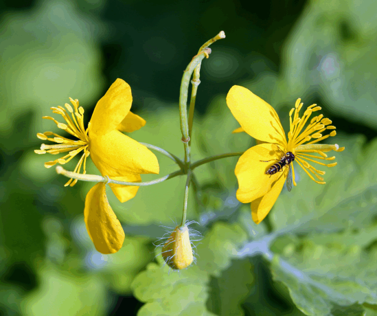 La chélidoine (Chelidonium majus) : bienfaits, usages et précautions ...
